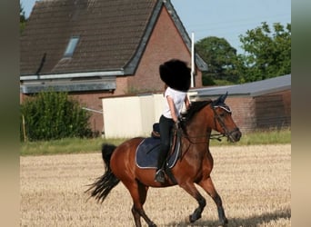 Deutsches Reitpony, Wallach, 15 Jahre, 143 cm, Brauner