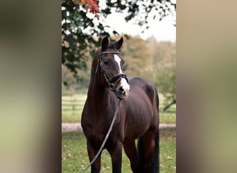 Deutsches Reitpony, Wallach, 15 Jahre, 146 cm, Dunkelbrauner