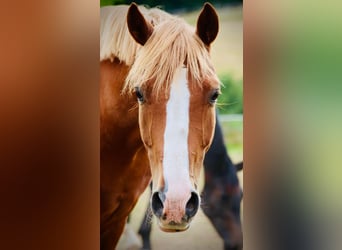Deutsches Reitpony, Wallach, 15 Jahre, 146 cm, Fuchs