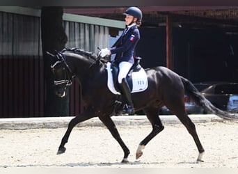 Deutsches Reitpony, Wallach, 15 Jahre, 146 cm, Rappe