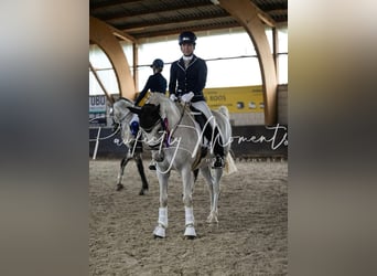 Deutsches Reitpony, Wallach, 15 Jahre, 146 cm, Schimmel