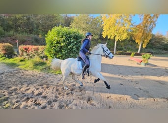 Deutsches Reitpony, Wallach, 15 Jahre, 146 cm, Schimmel