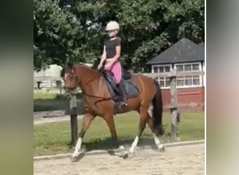 Deutsches Reitpony, Wallach, 15 Jahre, 147 cm, Brauner