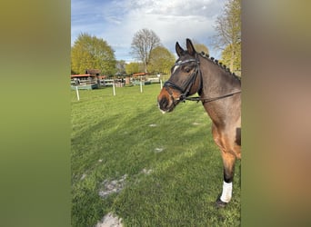 Deutsches Reitpony, Wallach, 15 Jahre, 147 cm, Brauner