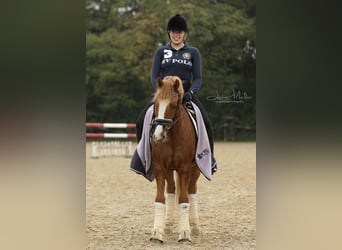 Deutsches Reitpony, Wallach, 15 Jahre, 147 cm, Falbe