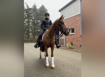 Deutsches Reitpony, Wallach, 15 Jahre, 147 cm, Fuchs