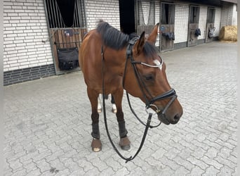 Deutsches Reitpony, Wallach, 15 Jahre, 148 cm, Brauner