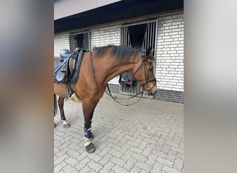 Deutsches Reitpony, Wallach, 15 Jahre, 148 cm, Brauner