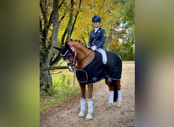 Deutsches Reitpony, Wallach, 15 Jahre, 148 cm, Dunkelfuchs