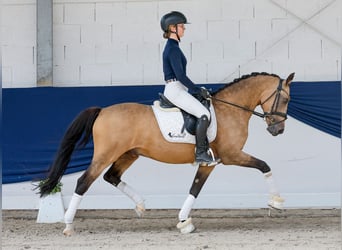 Deutsches Reitpony, Wallach, 15 Jahre, 148 cm, Falbe