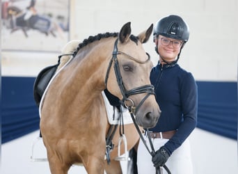 Deutsches Reitpony, Wallach, 15 Jahre, 148 cm, Falbe