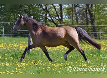Deutsches Reitpony, Wallach, 15 Jahre, 148 cm, Falbe