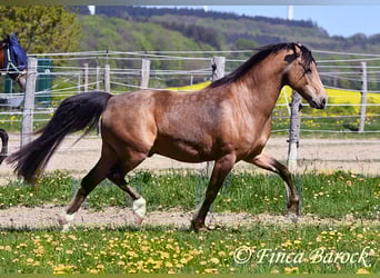 Deutsches Reitpony, Wallach, 15 Jahre, 148 cm, Falbe