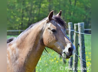 Deutsches Reitpony, Wallach, 15 Jahre, 148 cm, Falbe