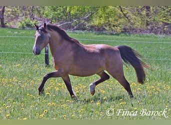 Deutsches Reitpony, Wallach, 15 Jahre, 148 cm, Falbe
