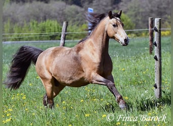 Deutsches Reitpony, Wallach, 15 Jahre, 148 cm, Falbe