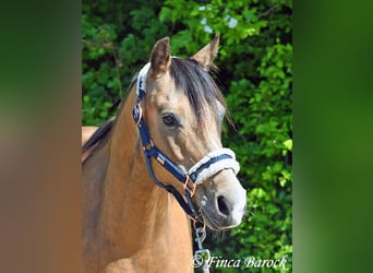 Deutsches Reitpony, Wallach, 15 Jahre, 148 cm, Falbe