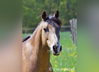 Deutsches Reitpony, Wallach, 15 Jahre, 148 cm, Falbe