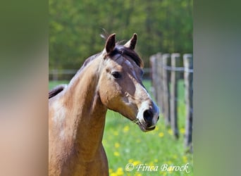 Deutsches Reitpony, Wallach, 15 Jahre, 148 cm, Falbe