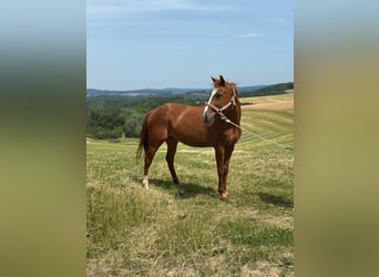 Deutsches Reitpony, Wallach, 15 Jahre, 148 cm, Fuchs