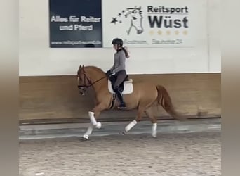 Deutsches Reitpony, Wallach, 15 Jahre, 148 cm, Fuchs