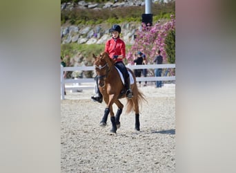 Deutsches Reitpony, Wallach, 15 Jahre, 148 cm, Fuchs