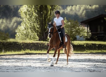 Deutsches Reitpony, Wallach, 15 Jahre, 148 cm, Fuchs