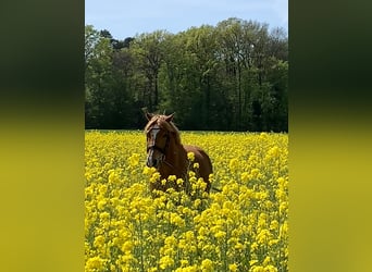 Deutsches Reitpony, Wallach, 15 Jahre, 148 cm, Fuchs