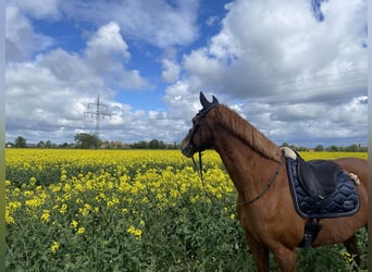 Deutsches Reitpony, Wallach, 15 Jahre, 148 cm, Fuchs