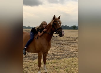 Deutsches Reitpony, Wallach, 15 Jahre, 148 cm, Fuchs