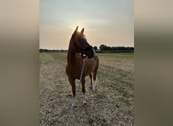 Deutsches Reitpony, Wallach, 15 Jahre, 148 cm, Fuchs