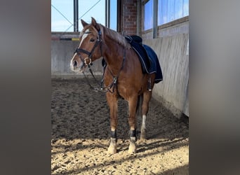 Deutsches Reitpony, Wallach, 15 Jahre, 148 cm, Fuchs