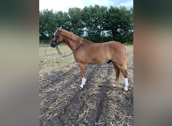 Deutsches Reitpony, Wallach, 15 Jahre, 148 cm, Fuchs