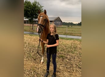 Deutsches Reitpony, Wallach, 15 Jahre, 148 cm, Fuchs
