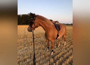 Deutsches Reitpony, Wallach, 15 Jahre, 148 cm, Fuchs