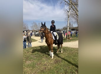 Deutsches Reitpony, Wallach, 15 Jahre, 148 cm, Fuchs