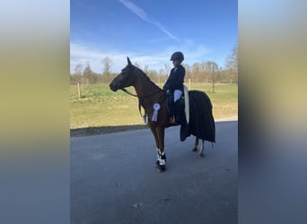 Deutsches Reitpony, Wallach, 15 Jahre, 148 cm, Fuchs