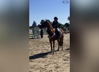 Deutsches Reitpony, Wallach, 15 Jahre, 148 cm, Fuchs