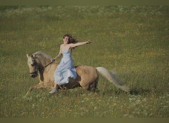 Deutsches Reitpony, Wallach, 15 Jahre, 148 cm, Palomino