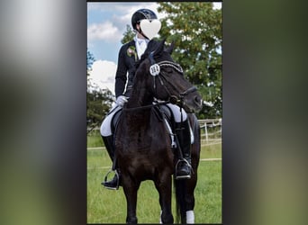 Deutsches Reitpony, Wallach, 15 Jahre, 148 cm, Rappe