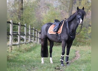Deutsches Reitpony, Wallach, 15 Jahre, 148 cm, Rappe
