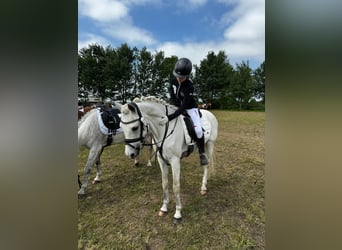 Deutsches Reitpony, Wallach, 15 Jahre, 148 cm, Schimmel