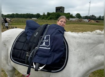 Deutsches Reitpony, Wallach, 15 Jahre, 148 cm, Schimmel