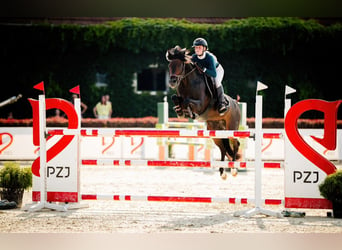 Deutsches Reitpony, Wallach, 15 Jahre, 149 cm, Schwarzbrauner