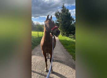 Deutsches Reitpony Mix, Wallach, 15 Jahre, 152 cm, Dunkelfuchs