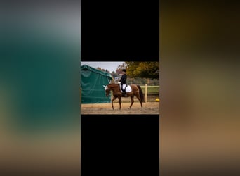 Deutsches Reitpony, Wallach, 15 Jahre, 152 cm, Fuchs