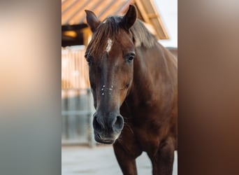 Deutsches Reitpony Mix, Wallach, 15 Jahre, 153 cm, Dunkelfuchs