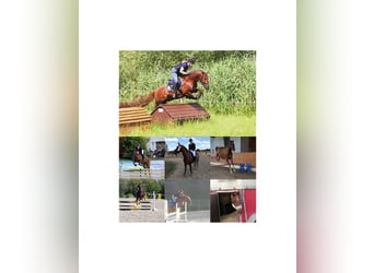Deutsches Reitpony Mix, Wallach, 15 Jahre, 153 cm, Dunkelfuchs
