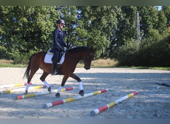 Deutsches Reitpony, Wallach, 15 Jahre, Brauner
