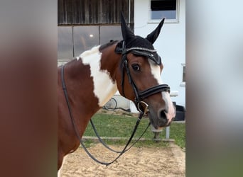 Deutsches Reitpony, Wallach, 15 Jahre